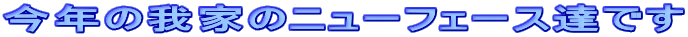 N̉Ƃ̃j[tF[XBł 