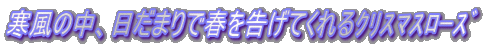 ̒A܂ŏtĂؽϽ۰ 