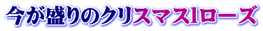 今が盛りのクリスマスlローズ