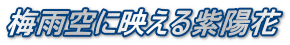 梅雨空に映える紫陽花