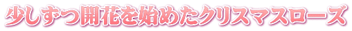 少しずつ開花を始めたクリスマスローズ