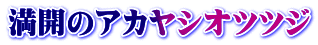 満開のアカヤシオツツジ