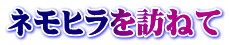 ネモヒラを訪ねて