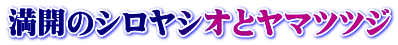 満開のシロヤシオとヤマツツジ