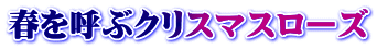 春を呼ぶクリスマスローズ