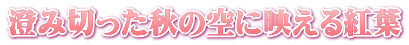 澄み切った秋の空に映える紅葉