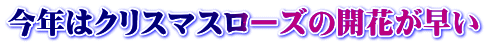 今年はクリスマスローズの開花が早い
